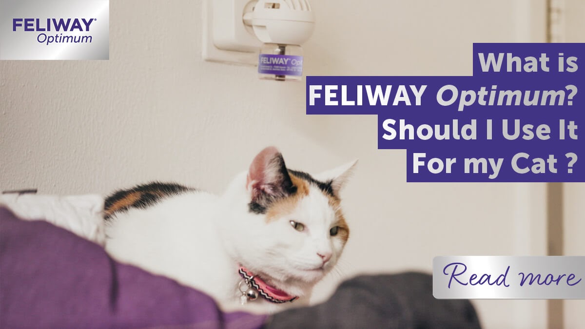 What is FELIWAY Optimum? Should I Use it for my Cat?