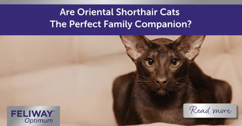 oriental shorthair cat - perfect companion