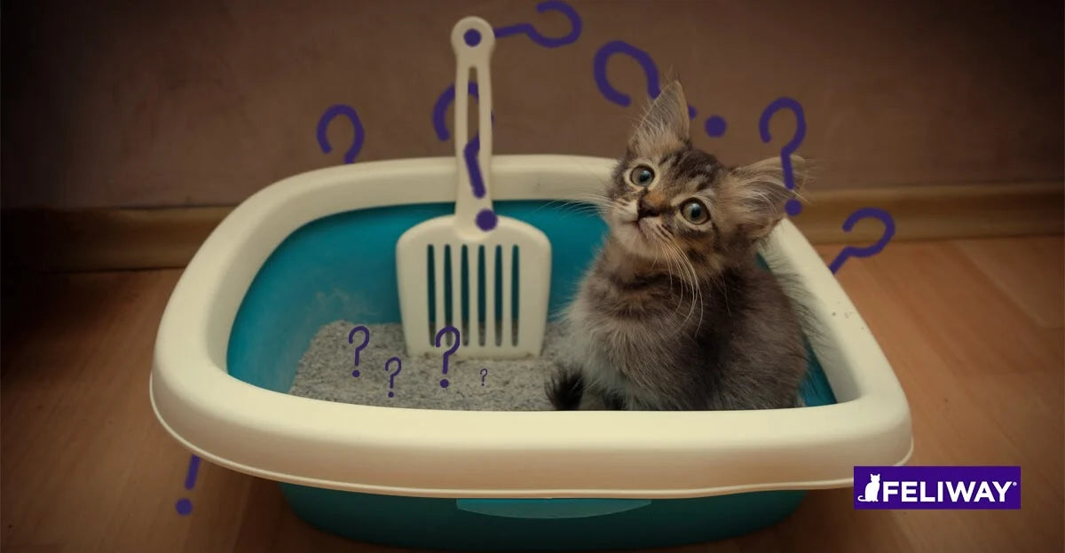 How to Litter Train a Kitten - 8 Tips