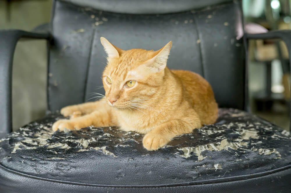 How To Keep Cats From Scratching Furniture