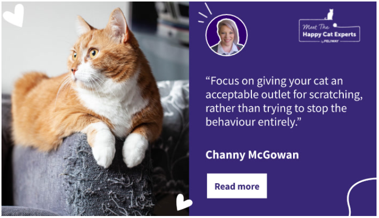 C:\Users\u435613\Downloads\Orange and white cat lying on a scratched grey sofa looking to the side.