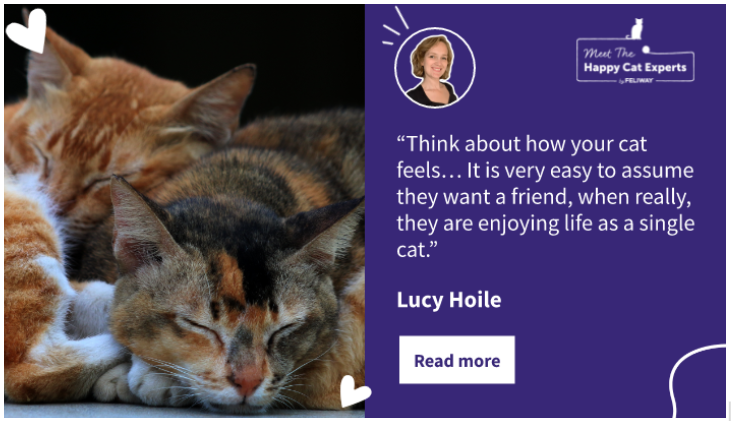 C:\Users\Phuong\Downloads\Pair of cats curled up and sleeping against one another.