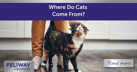 Where Do Cats Come From?