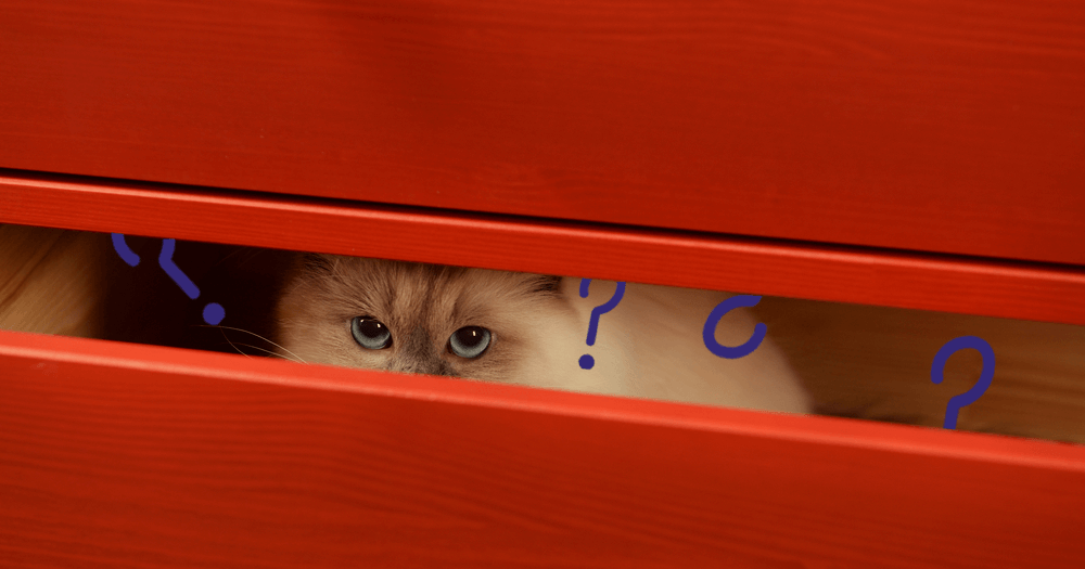 3 Reasons Your Cat Might Be Hiding